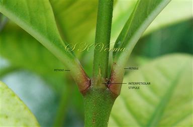  Interpetiolar Stipules